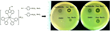 Graphical abstract: Development of ruthenium(ii) complexes as topical antibiotics against methicillin resistant Staphylococcus aureus