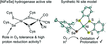 Graphical abstract: Synthesis, structure and reactivity of Ni site models of [NiFeSe] hydrogenases
