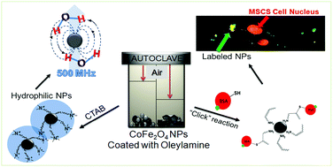Graphical abstract: Oleylamine as a beneficial agent for the synthesis of CoFe2O4 nanoparticles with potential biomedical uses