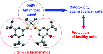 Graphical abstract: Synthesis, antiradical activity and in vitro cytotoxicity of novel organotin complexes based on 2,6-di-tert-butyl-4-mercaptophenol