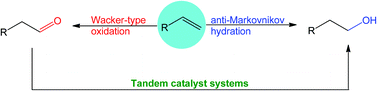 Graphical abstract: Anti-Markovnikov oxidation and hydration of terminal olefins