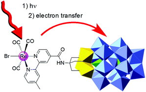 Graphical abstract: A light-harvesting polyoxometalate-polypyridine hybrid induces electron transfer as its Re(i) complex