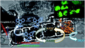 Graphical abstract: Bio-inspired NADH regeneration by carbon nitride photocatalysis using diatom templates