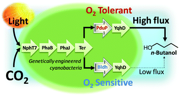 Graphical abstract: Oxygen-tolerant coenzyme A-acylating aldehyde dehydrogenase facilitates efficient photosynthetic n-butanol biosynthesis in cyanobacteria