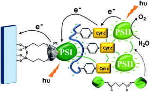 Graphical abstract: Cytochrome c-coupled photosystem I and photosystem II (PSI/PSII) photo-bioelectrochemical cells