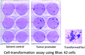 Graphical abstract: Characteristics of the transformation frequency at the tumor promotion stage of airborne particulate and gaseous matter at ten sites in Japan