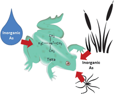 Graphical abstract: Arsenic species and uptake in amphibians (Rana clamitans and Bufo americanus)