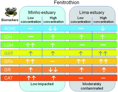 Graphical abstract: Involvement of the antioxidant system in differential sensitivity of Carcinus maenas to fenitrothion exposure