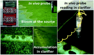 Graphical abstract: Application of in vivo measurements for the management of cyanobacteria breakthrough into drinking water treatment plants