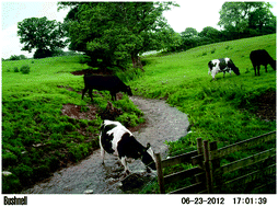Graphical abstract: Temporal dynamics between cattle in-stream presence and suspended solids in a headwater catchment