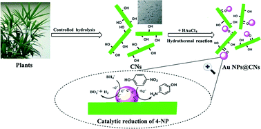 Graphical abstract: Green synthesis and formation mechanism of cellulose nanocrystal-supported gold nanoparticles with enhanced catalytic performance