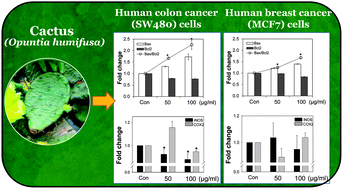 Graphical abstract: Chemopreventive effect of cactus (Opuntia humifusa) extracts: radical scavenging activity, pro-apoptosis, and anti-inflammatory effect in human colon (SW480) and breast cancer (MCF7) cells