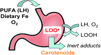 Graphical abstract: Inhibition of iron-induced lipid peroxidation by newly identified bacterial carotenoids in model gastric conditions: comparison with common carotenoids