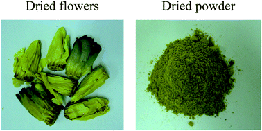 Graphical abstract: Anti-inflammatory effects of phenolic compounds isolated from the flowers of Nymphaea mexicana Zucc.