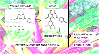 Graphical abstract: Caecal absorption of vitexin-2-O-xyloside and its aglycone apigenin, in the rat