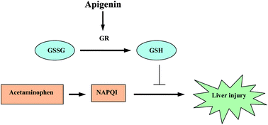 Graphical abstract: Protective effect of apigenin on mouse acute liver injury induced by acetaminophen is associated with increment of hepatic glutathione reductase activity