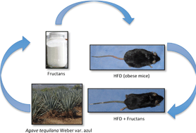 Graphical abstract: Effects of Agave tequilana fructans with different degree of polymerization profiles on the body weight, blood lipids and count of fecal Lactobacilli/Bifidobacteria in obese mice