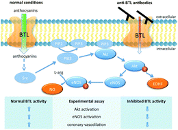 Graphical abstract: Role of endothelial cell membrane transport in red wine polyphenols-induced coronary vasorelaxation: involvement of bilitranslocase