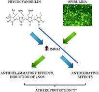 Graphical abstract: Spirulina platensis and phycocyanobilin activate atheroprotective heme oxygenase-1: a possible implication for atherogenesis