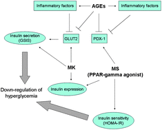 Graphical abstract: Monacolin K and monascin attenuated pancreas impairment and hyperglycemia induced by advanced glycation endproducts in BALB/c mice