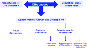 Graphical abstract: An update on adding docosahexaenoic acid (DHA) and arachidonic acid (AA) to baby formula
