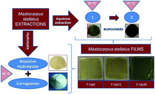Graphical abstract: Enzyme-assisted extraction of κ/ι-hybrid carrageenan from Mastocarpus stellatus for obtaining bioactive ingredients and their application for edible active film development