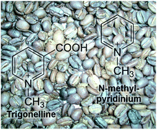 Graphical abstract: N-Methylpyridinium, a degradation product of trigonelline upon coffee roasting, stimulates respiratory activity and promotes glucose utilization in HepG2 cells