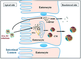 Graphical abstract: Enhanced lymphatic transport of bioactive lipids: cell culture study of polymethoxyflavone incorporation into chylomicrons