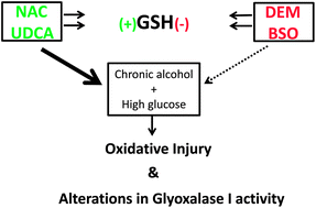 Graphical abstract: Modulation of GSH with exogenous agents leads to changes in glyoxalase 1 enzyme activity in VL-17A cells exposed to chronic alcohol plus high glucose