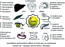 Graphical abstract: Anti-diabetic effects of the Indian indigenous fruit Emblica officinalis Gaertn: active constituents and modes of action