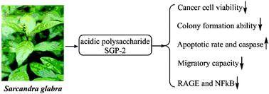 Graphical abstract: SGP-2, an acidic polysaccharide from Sarcandra glabra, inhibits proliferation and migration of human osteosarcoma cells