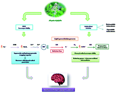 Graphical abstract: The protective effect of Aloysia triphylla aqueous extracts against brain lipid-peroxidation