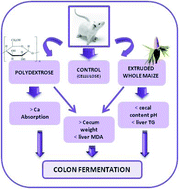 Graphical abstract: Effects of extruded whole maize, polydextrose and cellulose as sources of fibre on calcium bioavailability and metabolic parameters of growing Wistar rats