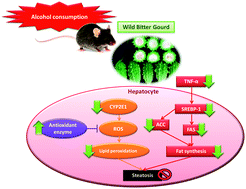Graphical abstract: Wild bitter gourd protects against alcoholic fatty liver in mice by attenuating oxidative stress and inflammatory responses