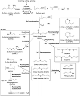 Graphical abstract: Chemopreventive functions and molecular mechanisms of garlic organosulfur compounds