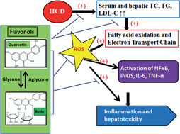 Graphical abstract: The high antioxidative power of quercetin (aglycone flavonoid) and its glycone (rutin) avert high cholesterol diet induced hepatotoxicity and inflammation in Swiss albino mice