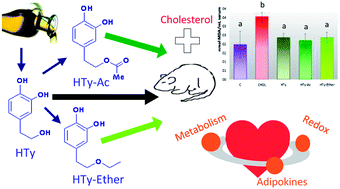 Graphical abstract: Comparative evaluation of the metabolic effects of hydroxytyrosol and its lipophilic derivatives (hydroxytyrosyl acetate and ethyl hydroxytyrosyl ether) in hypercholesterolemic rats