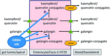 Graphical abstract: Effect of edible oils on quercetin, kaempferol and galangin transport and conjugation in the intestinal Caco-2/HT29-MTX co-culture model