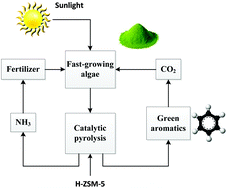 Graphical abstract: Catalytic pyrolysis of microalgae for production of aromatics and ammonia