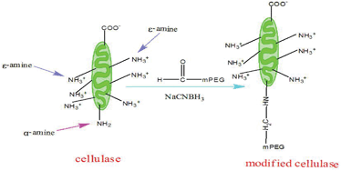 Graphical abstract: N-terminal PEGylated cellulase: a high stability enzyme in 1-butyl-3-methylimidazolium chloride