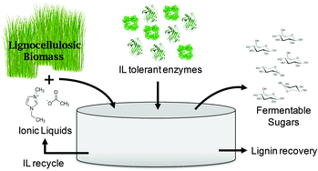 Graphical abstract: One-pot ionic liquid pretreatment and saccharification of switchgrass