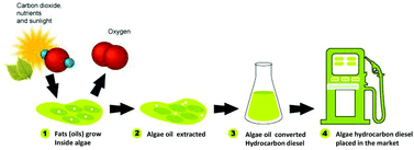 Graphical abstract: Catalytic deoxygenation of microalgae oil to green hydrocarbons