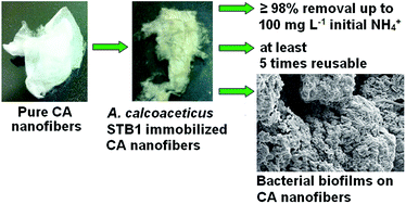 Graphical abstract: Efficient ammonium removal from aquatic environments by Acinetobacter calcoaceticus STB1 immobilized on an electrospun cellulose acetate nanofibrous web