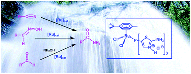 Graphical abstract: Thiazolyl-phosphine hydrochloride salts: effective auxiliary ligands for ruthenium-catalyzed nitrile hydration reactions and related amide bond forming processes in water