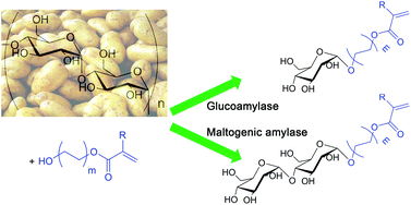 Graphical abstract: Amylase catalyzed synthesis of glycosyl acrylates and their polymerization
