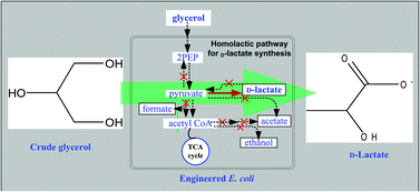 Graphical abstract: Efficient bioconversion of crude glycerol from biodiesel to optically pure d-lactate by metabolically engineered Escherichia coli
