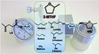 Graphical abstract: Solvent-free γ-valerolactone hydrogenation to 2-methyltetrahydrofuran catalysed by Ru/C: a reaction network analysis