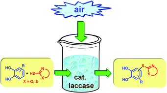 Graphical abstract: Laccase-catalyzed synthesis of catechol thioethers by reaction of catechols with thiols using air as an oxidant