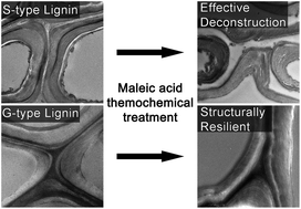 Graphical abstract: Engineering plant cell walls: tuning lignin monomer composition for deconstructable biofuel feedstocks or resilient biomaterials