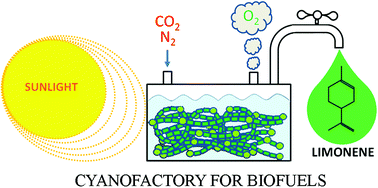 Graphical abstract: Engineering cyanobacteria for the production of a cyclic hydrocarbon fuel from CO2 and H2O